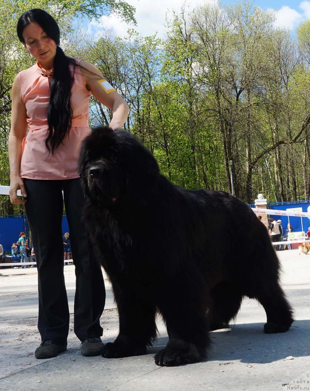 Фото: ньюфаундленд Angelo Orso Amarilli Mia Bella (Анджело Орсо Амарилли Миа Белла)