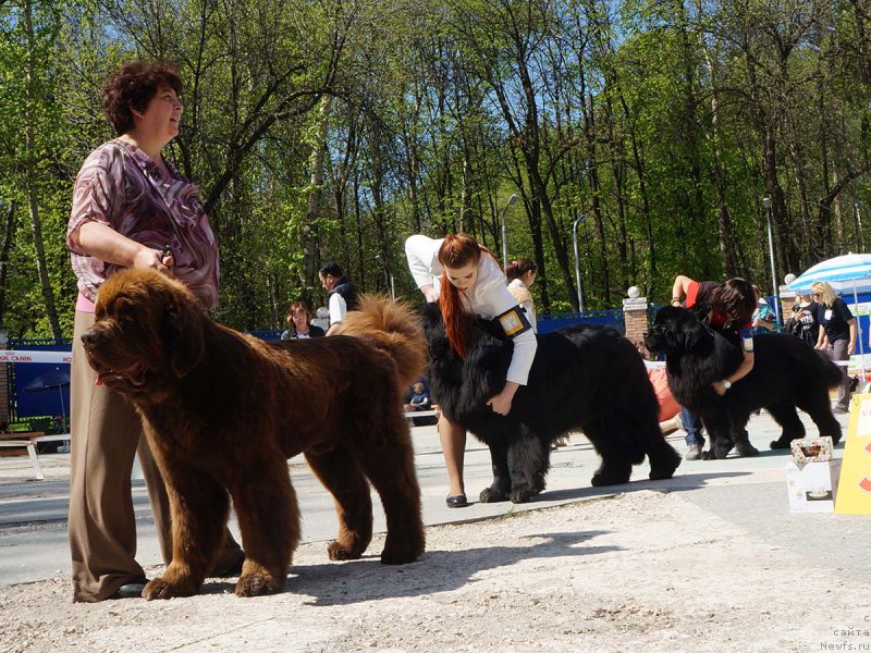 Фото: ньюфаундленд Charli The Best Helfi Pel (Чарли Де Бест Хелфи Пэл), ньюфаундленд Chernaya Mafia Much Sought (Черная Мафия Муч Соугхт), ньюфаундленд Aquatoriya Kelvin Yuventus (Акватория Келвин Ювентус)