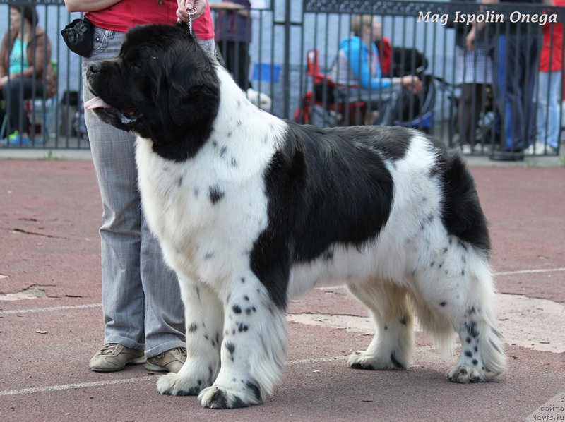Фото: ньюфаундленд Mag Ispolin Onega (Маг Исполин Онега)