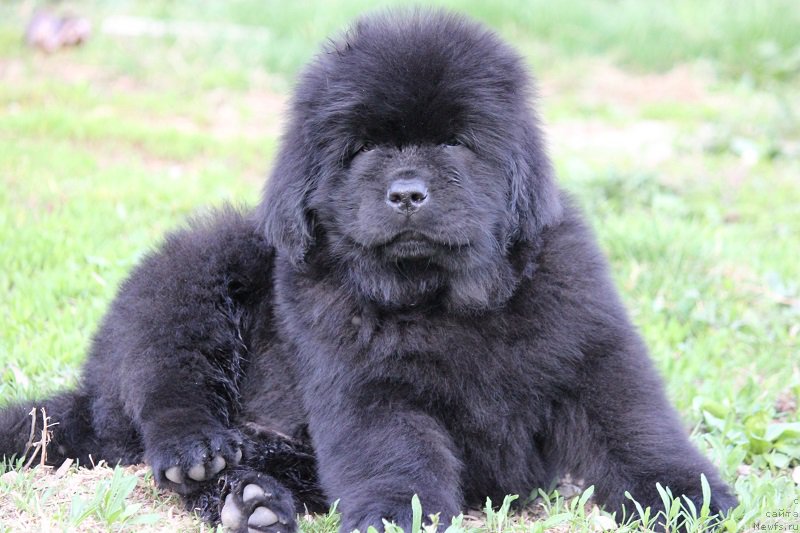 Фото: ньюфаундленд Terra Viktoriya Bulava Bogatyirya (Терра Виктория Булава Богатыря)