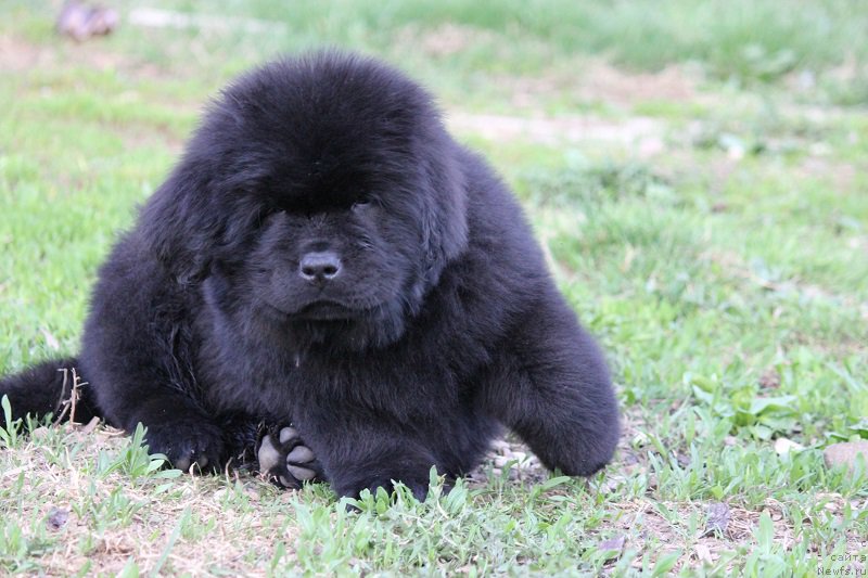 Фото: ньюфаундленд Terra Viktoriya Bulava Bogatyirya (Терра Виктория Булава Богатыря)
