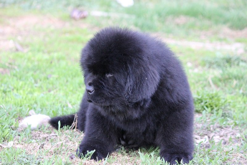 Фото: ньюфаундленд Terra Viktoriya Bulava Bogatyirya (Терра Виктория Булава Богатыря)