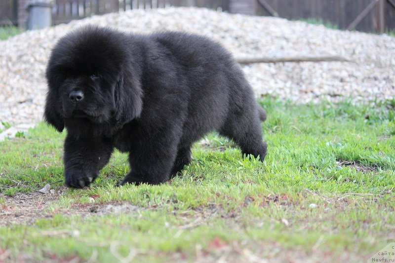 Фото: ньюфаундленд Terra Viktoriya Bulava Bogatyirya (Терра Виктория Булава Богатыря)
