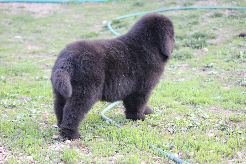 Фото: ньюфаундленд Terra Viktoriya Bulava Bogatyirya (Терра Виктория Булава Богатыря)