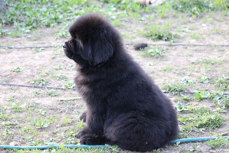 Фото: ньюфаундленд Terra Viktoriya Bulava Bogatyirya (Терра Виктория Булава Богатыря)