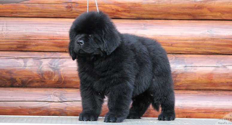 Фото: ньюфаундленд Terra Viktoriya Bulava Bogatyirya (Терра Виктория Булава Богатыря)