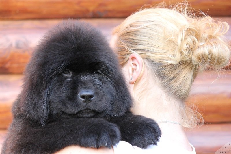 Фото: ньюфаундленд Terra Viktoriya Blyek Myedjik (Терра Виктория Блэк Мэджик)