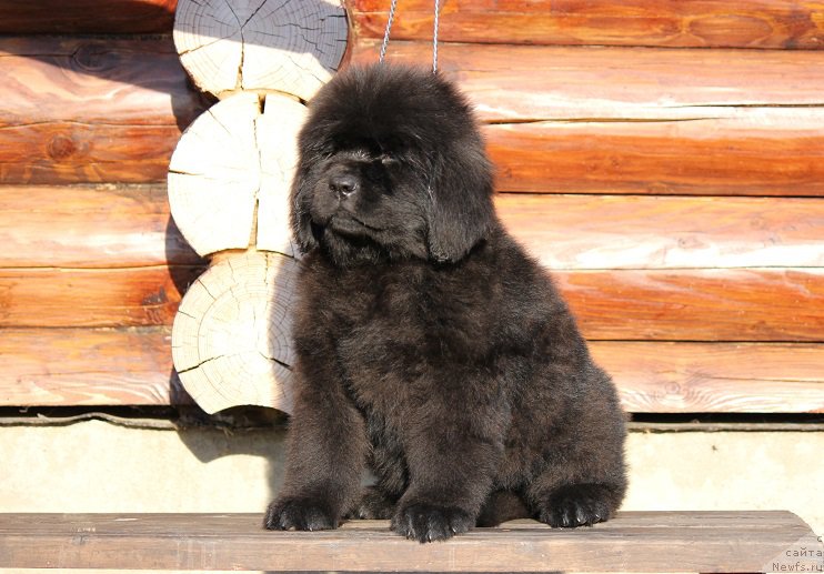 Фото: ньюфаундленд Terra Viktoriya Blyek Myedjik (Терра Виктория Блэк Мэджик)