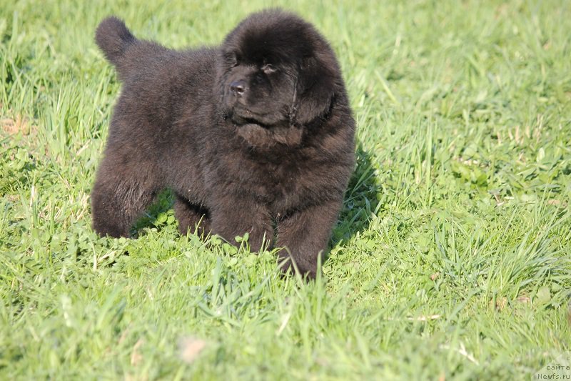 Фото: ньюфаундленд Terra Viktoriya Blyek Myedjik (Терра Виктория Блэк Мэджик)