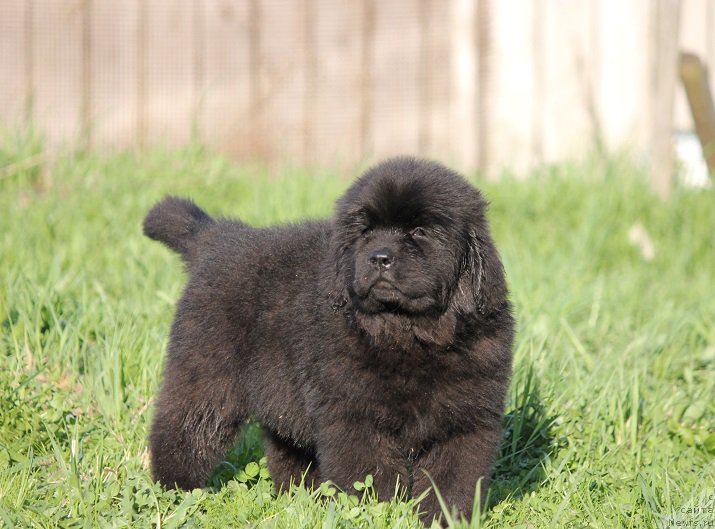 Фото: ньюфаундленд Terra Viktoriya Blyek Myedjik (Терра Виктория Блэк Мэджик)