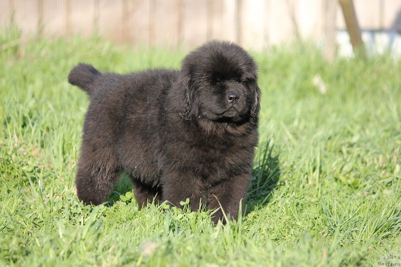 Фото: ньюфаундленд Terra Viktoriya Blyek Myedjik (Терра Виктория Блэк Мэджик)