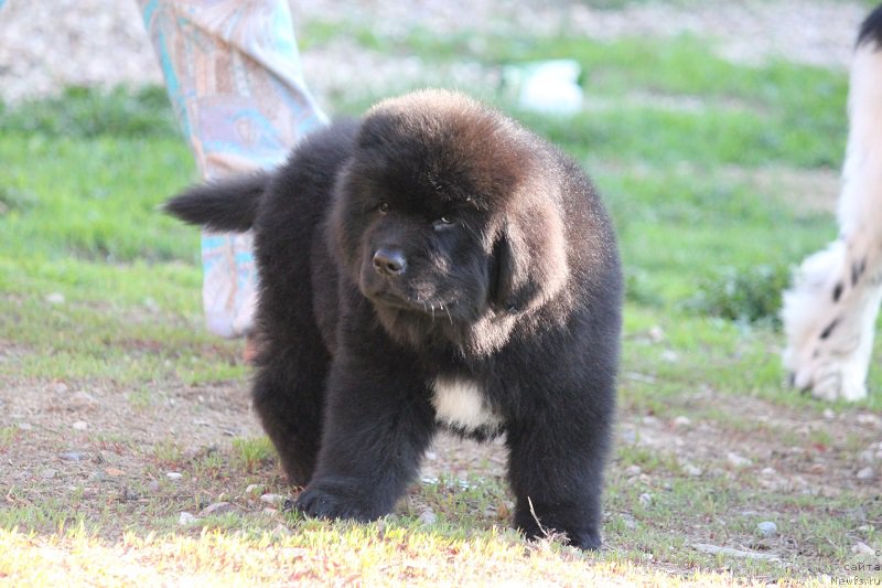 Фото: ньюфаундленд Terra Viktoriya Blyu Drim (Терра Виктория Блю Дрим)