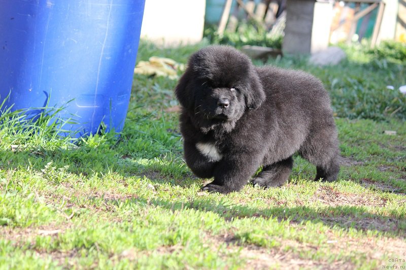 Фото: ньюфаундленд Terra Viktoriya Blyu Drim (Терра Виктория Блю Дрим)