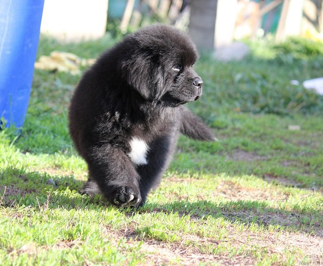 Фото: ньюфаундленд Terra Viktoriya Blyu Drim (Терра Виктория Блю Дрим)