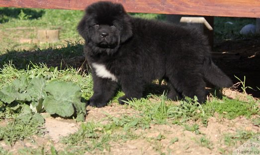Фото: ньюфаундленд Terra Viktoriya Blyu Drim (Терра Виктория Блю Дрим)