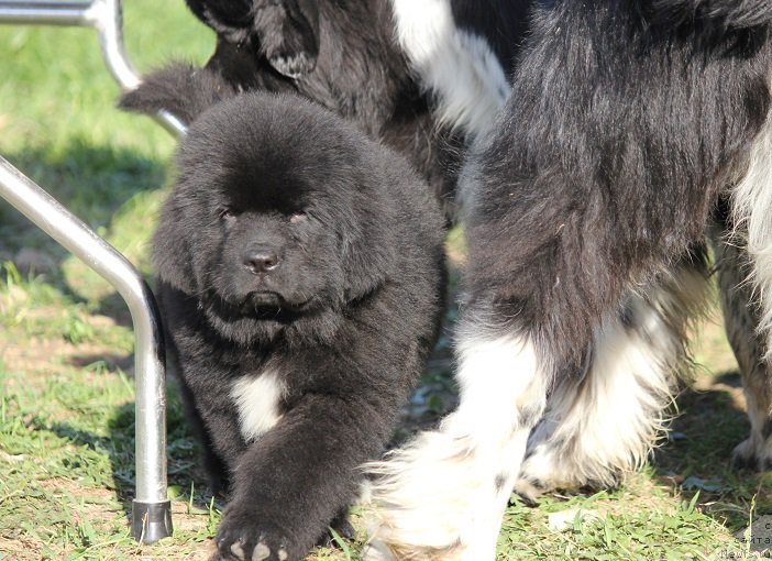 Фото: ньюфаундленд Terra Viktoriya Blyu Drim (Терра Виктория Блю Дрим)