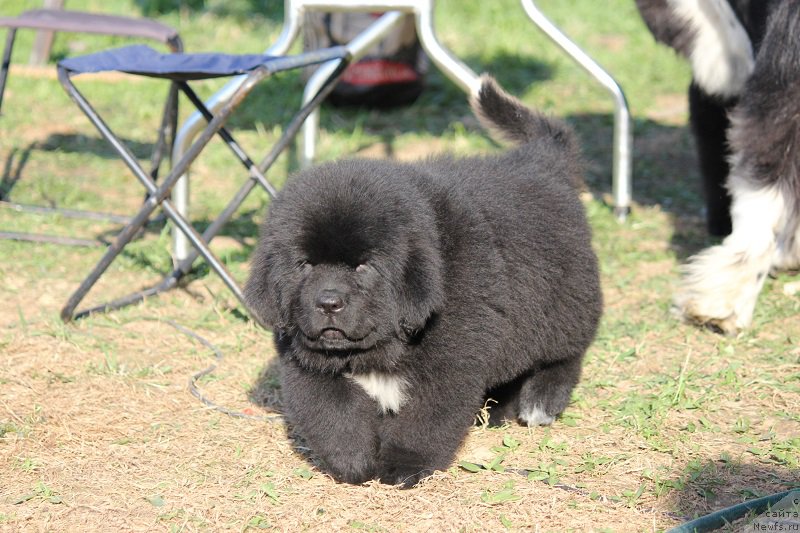 Фото: ньюфаундленд Terra Viktoriya Blyu Drim (Терра Виктория Блю Дрим)
