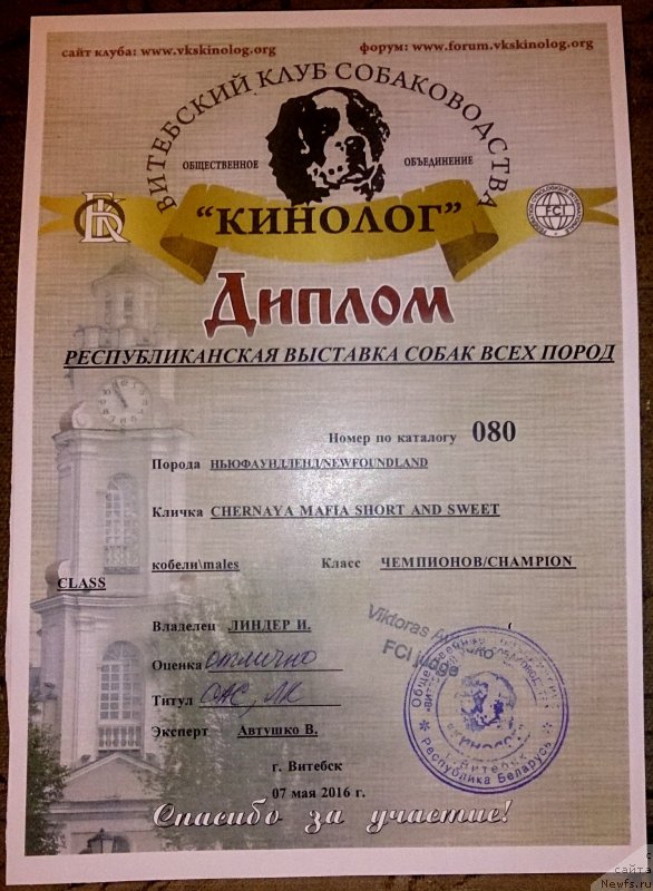 Фото: ньюфаундленд Chernaya Mafia Short and Sweet (Черная Мафия Шорт анд Свеет)