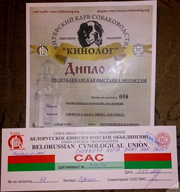 Фото: ньюфаундленд Chernaya Mafia Short and Sweet (Черная Мафия Шорт анд Свеет)