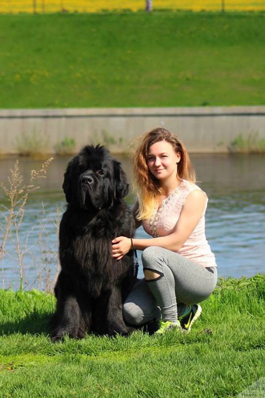 Фото: ньюфаундленд Chernaya Mafia Short and Sweet (Черная Мафия Шорт анд Свеет)