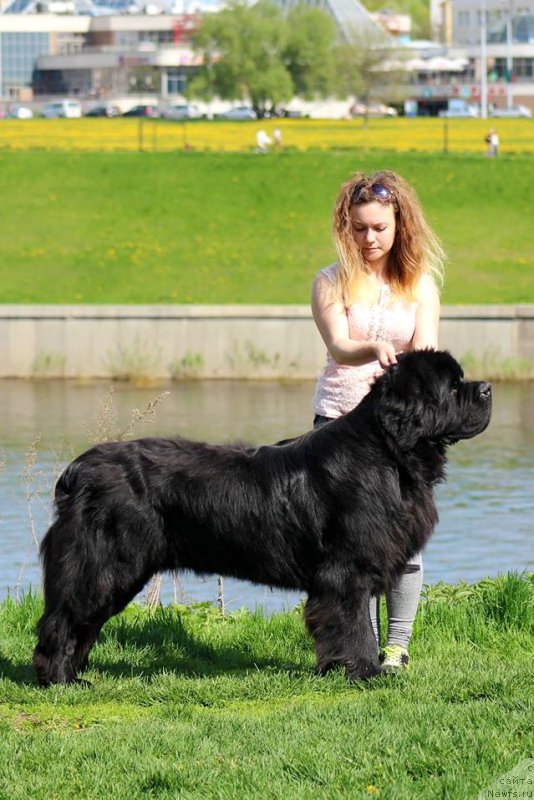 Фото: ньюфаундленд Chernaya Mafia Short and Sweet (Черная Мафия Шорт анд Свеет)