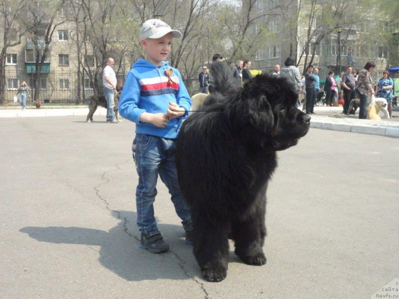 Фото: ньюфаундленд Rodamir Vialiki Miadzvedz (Родамир Вялiкi Мядзведзь)