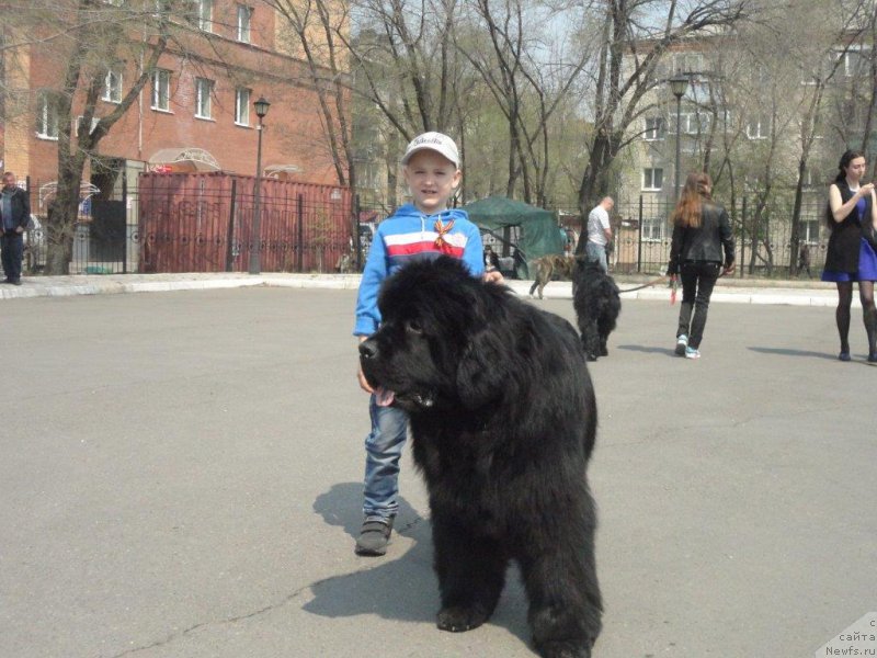 Фото: ньюфаундленд Rodamir Vialiki Miadzvedz (Родамир Вялiкi Мядзведзь)