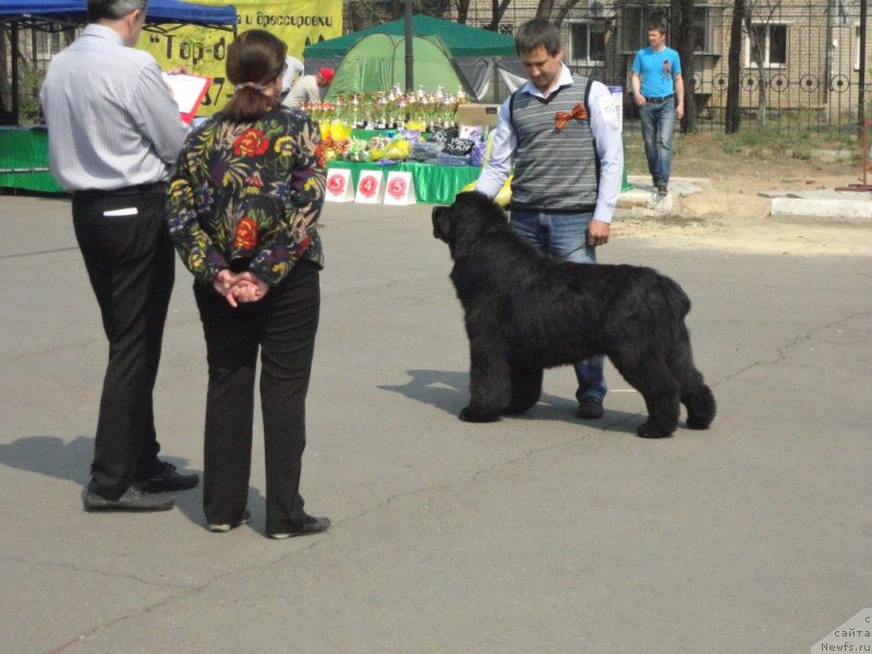 Фото: ньюфаундленд Rodamir Vialiki Miadzvedz (Родамир Вялiкi Мядзведзь)