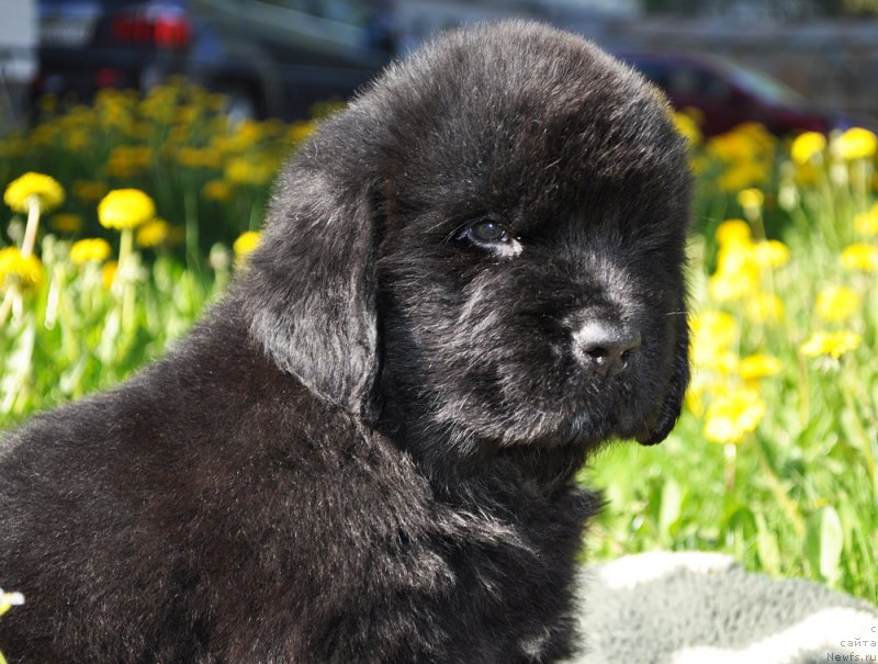 Фотография № 206941