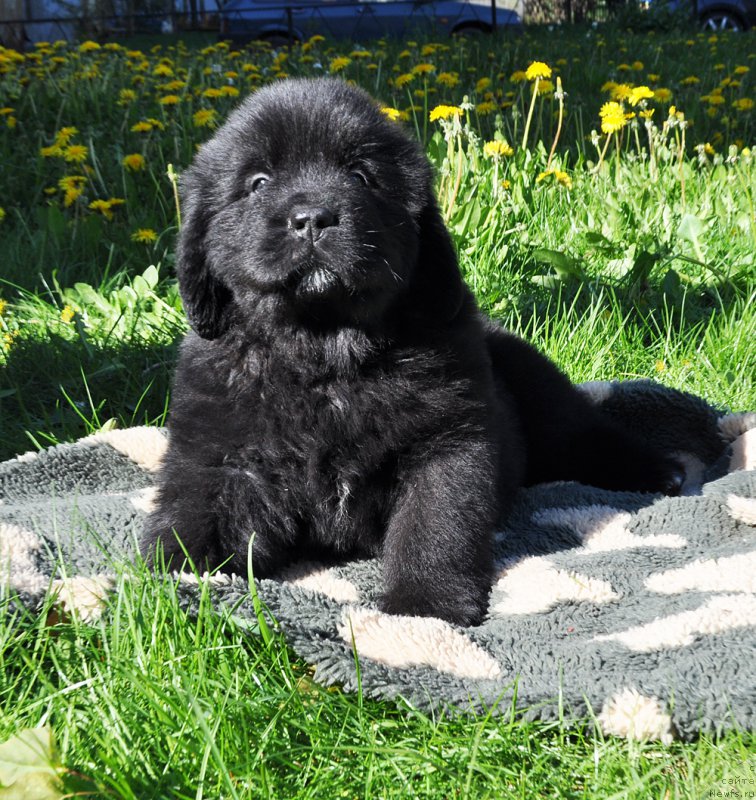 Фотография № 206947