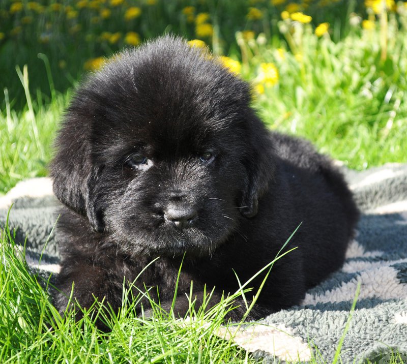 Фотография № 206949