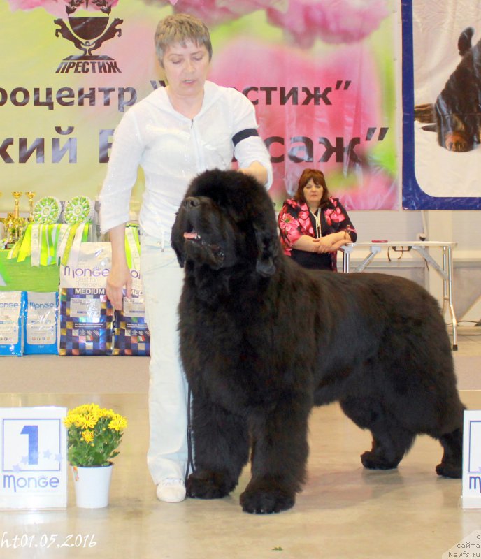 Фото: ньюфаундленд S'Nezhnaya Vjuga Alyaniko del Vulture (С'Нежная Вьюга Альянико Дель Вультуре)