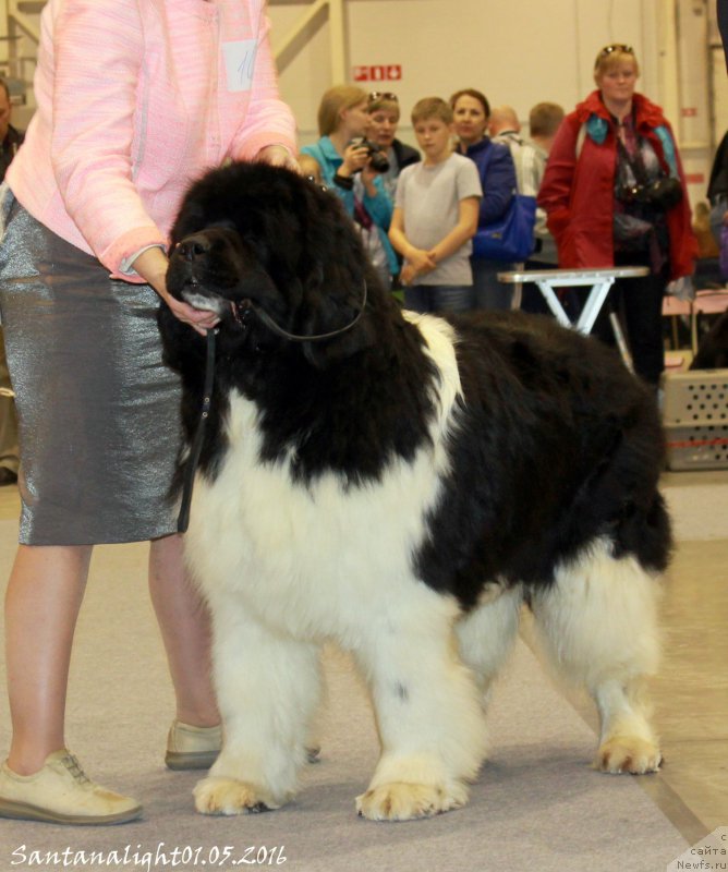 Фото: ньюфаундленд Chatkantarra Taro