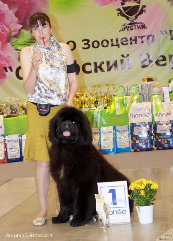 Фото: ньюфаундленд Ringlet Prayd Byebbi Doll (Ринглет Прайд Бэбби Долл)