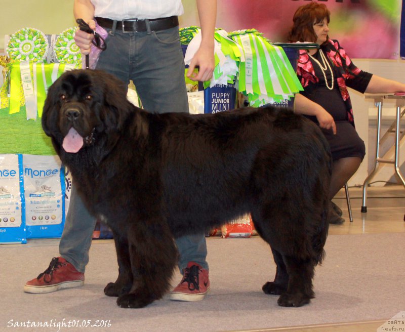 Фото: ньюфаундленд Jannet ot Sibirskogo Medvedya (Жаннет от Сибирского Медведя)