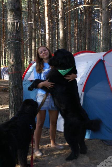 Фото: ньюфаундленд Mag Ispolin Kopperfil'd (Маг Исполин Копперфильд), Katerinka Klassen (Катеринка Классен)