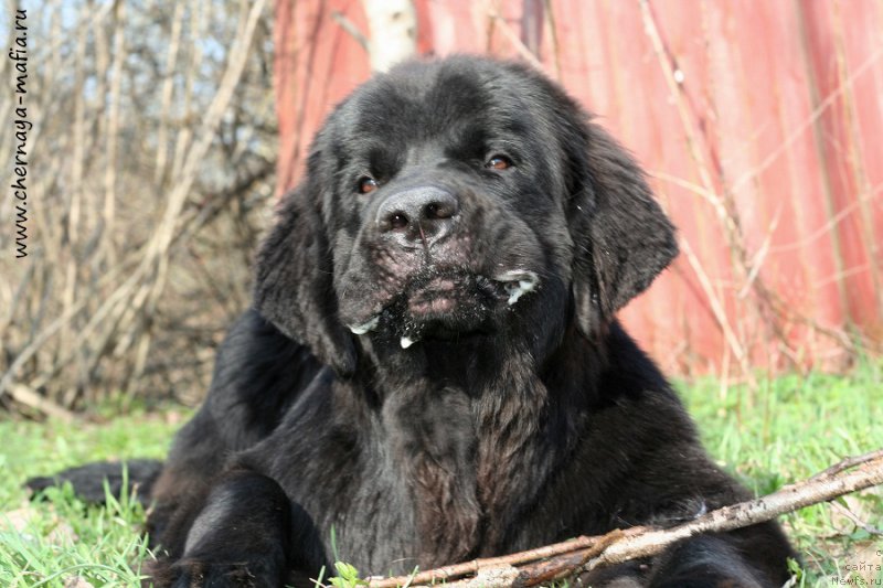 Фото: ньюфаундленд Chernaya Mafia Attractive Power (Черная Мафия Аттрактиве Повер)