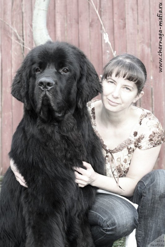 Фото: ньюфаундленд Chernaya Mafia Attractive Power (Черная Мафия Аттрактиве Повер), YUliya Naumova (Юлия Наумова)