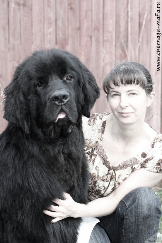 Фото: ньюфаундленд Chernaya Mafia Attractive Power (Черная Мафия Аттрактиве Повер), YUliya Naumova (Юлия Наумова)