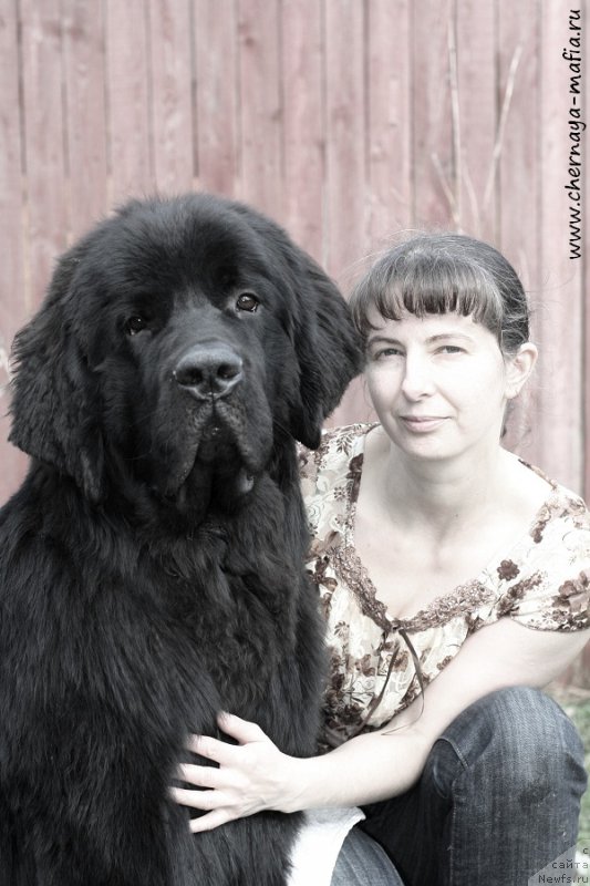 Фото: ньюфаундленд Chernaya Mafia Attractive Power (Черная Мафия Аттрактиве Повер), YUliya Naumova (Юлия Наумова)