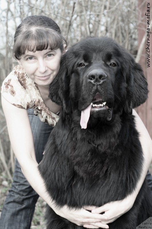 Фото: ньюфаундленд Chernaya Mafia Attractive Power (Черная Мафия Аттрактиве Повер), YUliya Naumova (Юлия Наумова)