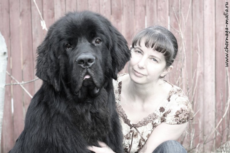 Фото: ньюфаундленд Chernaya Mafia Attractive Power (Черная Мафия Аттрактиве Повер), YUliya Naumova (Юлия Наумова)