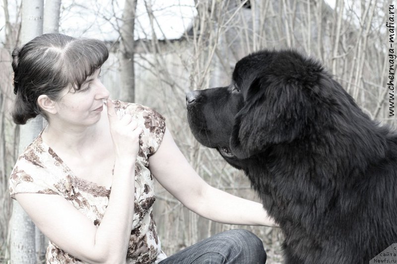 Фото: ньюфаундленд Chernaya Mafia Attractive Power (Черная Мафия Аттрактиве Повер), YUliya Naumova (Юлия Наумова)
