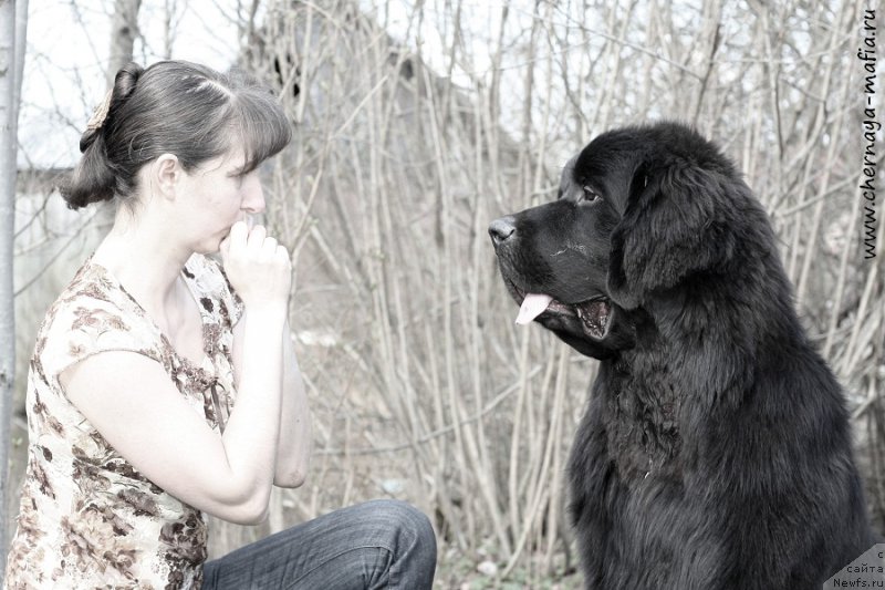 Фото: ньюфаундленд Chernaya Mafia Attractive Power (Черная Мафия Аттрактиве Повер), YUliya Naumova (Юлия Наумова)