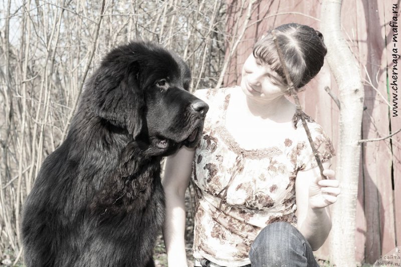 Фото: ньюфаундленд Chernaya Mafia Attractive Power (Черная Мафия Аттрактиве Повер), YUliya Naumova (Юлия Наумова)