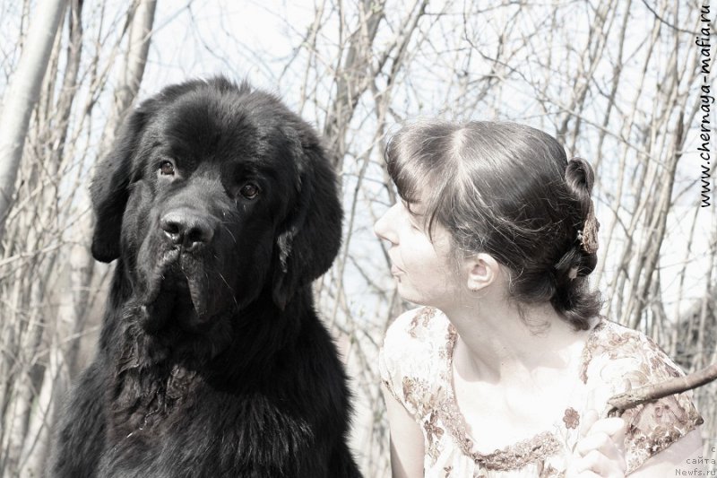 Фото: ньюфаундленд Chernaya Mafia Attractive Power (Черная Мафия Аттрактиве Повер), YUliya Naumova (Юлия Наумова)