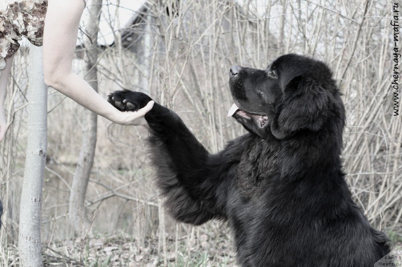 Фотография № 206992