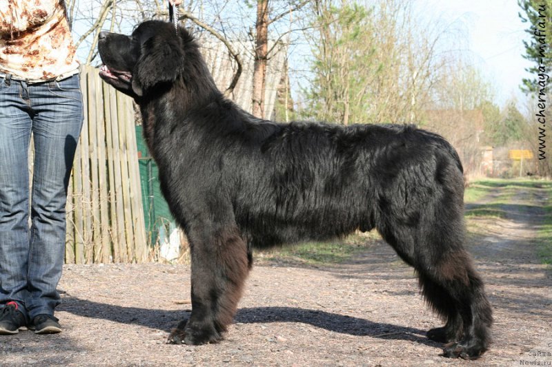 Фото: ньюфаундленд Chernaya Mafia Attractive Power (Черная Мафия Аттрактиве Повер)
