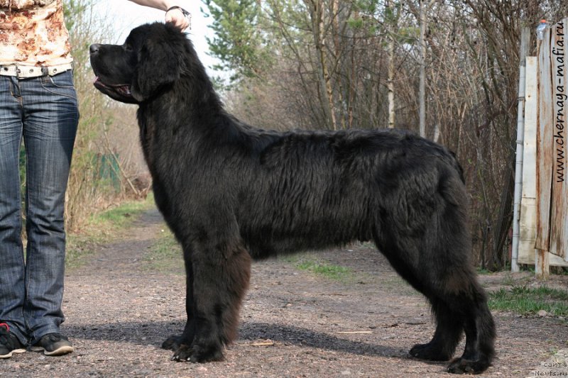 Фото: ньюфаундленд Chernaya Mafia Attractive Power (Черная Мафия Аттрактиве Повер)
