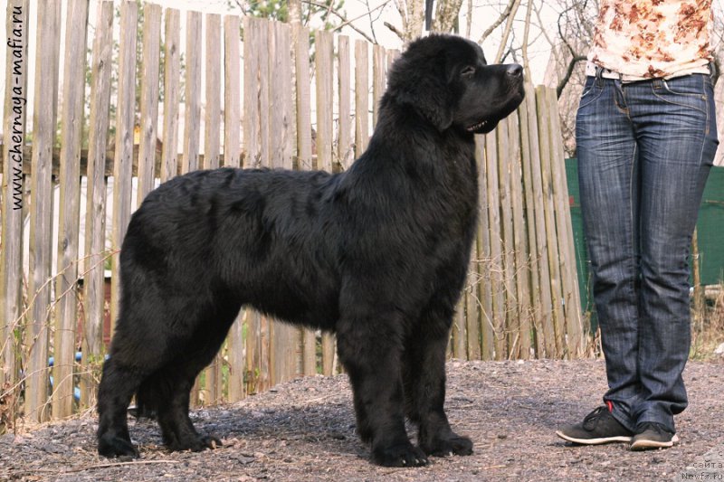 Фотография № 206995